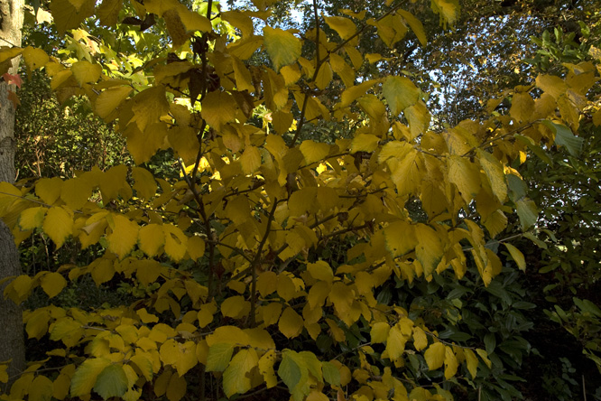 Hamamelis x intermedia 'Pallida'  en automne au Jardin de la Salamandre en Dordogne