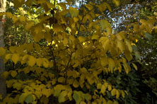 Hamamelis x intermedia 'Pallida' au Jardin de la Salamandre en Dordogne