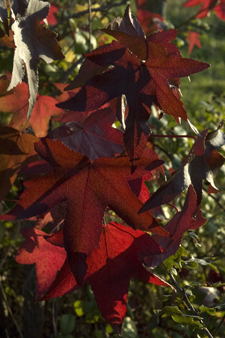 Liquidambar styraciflua 3 au Jardin de la Salamandre en Dordogne