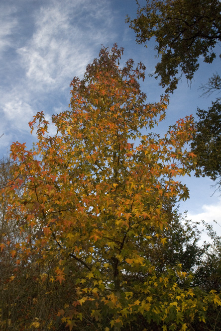 Liquidambar styraciflua 2 au Jardin de la Salamandre en Dordogne