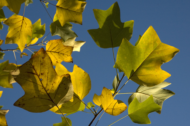 Liriodendron tulipifera 3au Jardin de la Salamandre en Dordogne