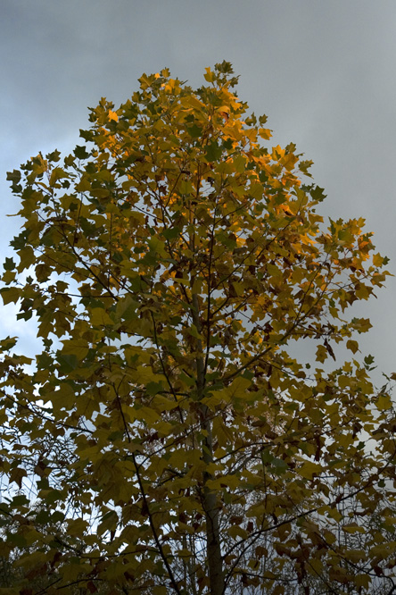 Liriodendron tulipifera 4 au Jardin de la Salamandre en Dordogne