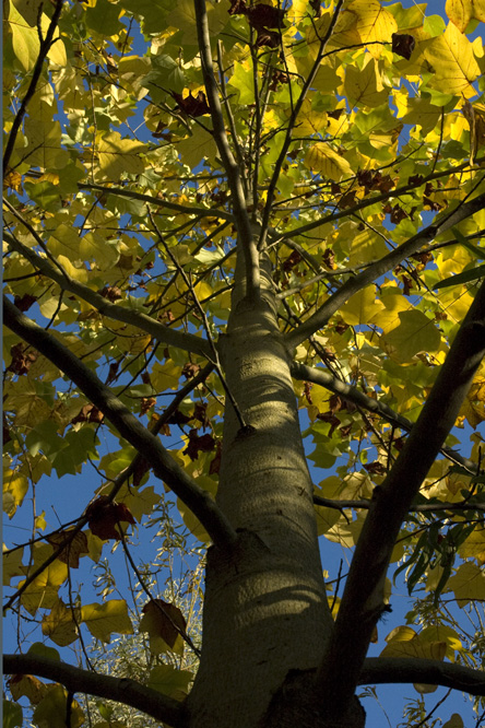 Liriodendron tulipifera au Jardin de la Salamandre en Dordogne