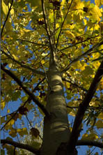 Liriodendron tulipifera au Jardin de la Salamandre en Dordogne