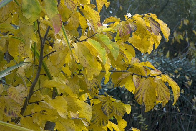 Parrotia persica en automne au Jardin de la Salamandre en Dordogne