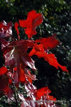 Quercus velutina au Jardin de la Salamandre en Dordogne 