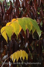 Rhus 'Succedanea' et Euonymus au Jardin de la Salamandre en Dordogne 