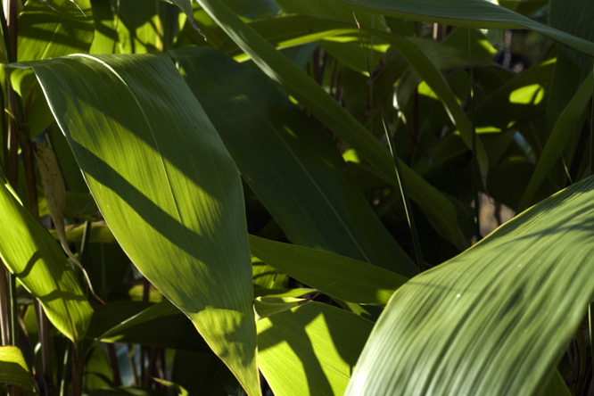 Arundinaria latifolia 'Hopei' au Jardin de la Salamandre en Dordogne