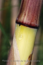 Phyllostachys aureosulcata 'Aureocaulis' au Jardin de la Salamandre en Dordogne