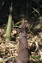 Phyllostachys bissetii au Jardin de la Salamandre en Dordogne