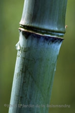 Phyllostachys glauca au Jardin de la Salamandre en Dordogne