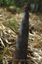 Phyllostachys pubescens au Jardin de la Salamandre en Dordogne