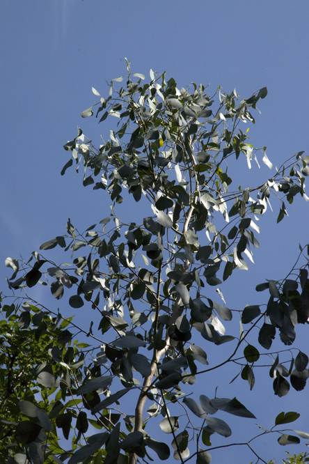 Eucalyptus camphora  au Jardin de la Salamandre en Dordogne