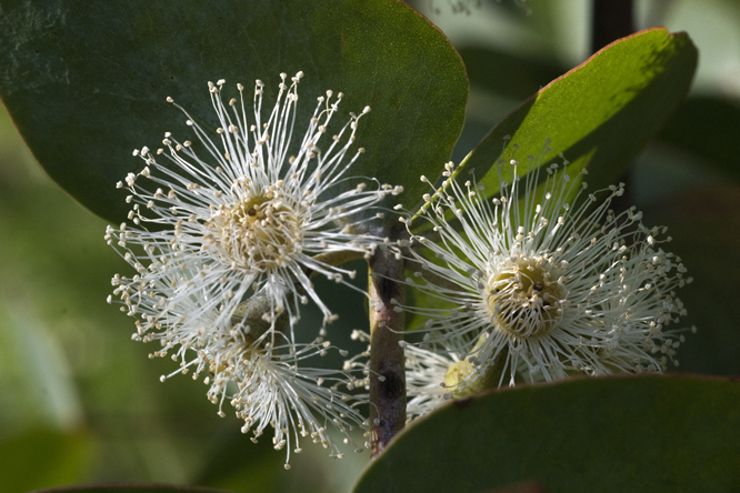 Eucalyptus cinerea 'Pendula'  au Jardin de la Salamandre en Dordogne