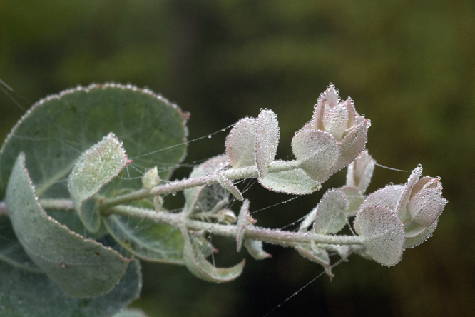 Eucalyptus nova-anglica 2 au Jardin de la Salamandre en Dordogne