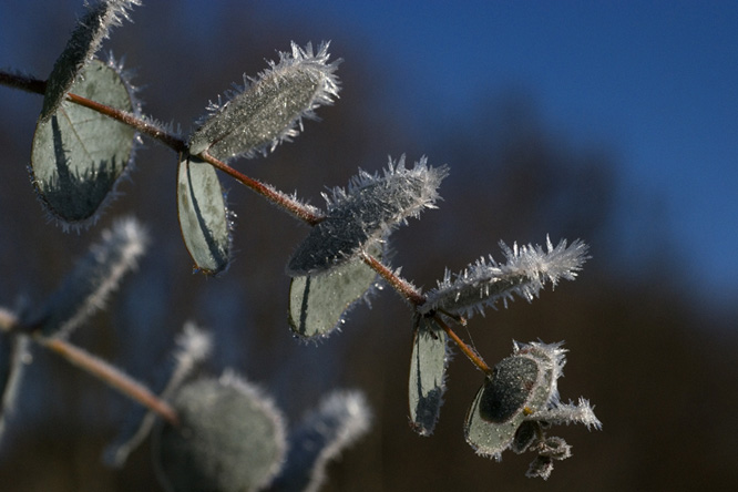 Eucalyptus sideroxylon 2 au Jardin de la Salamandre en Dordogne