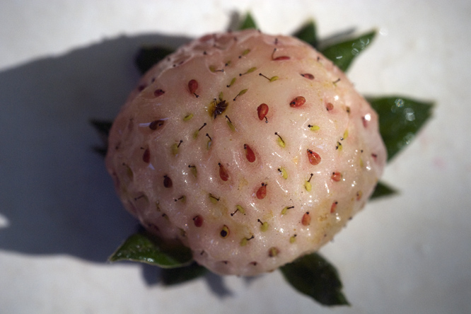 Fraise Blanche Ananas 2au Jardin de la Salamandre