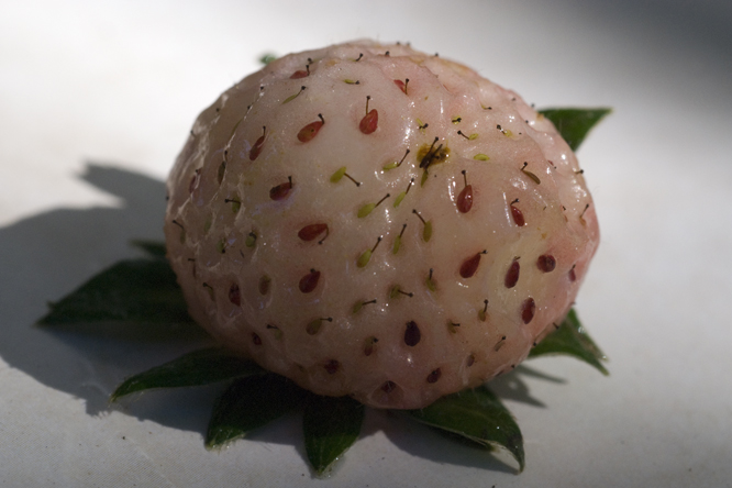 Fraise Blanche Ananas 3 au Jardin de la Salamandre