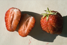 Fraise Deutsch Evern au Jardin de la Salamandre
