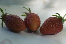Fraise Gariguette au Jardin de la Salamandre