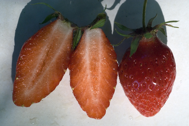 Fraise Gariguette 2 au Jardin de la Salamandre