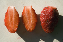 Fraise Louis Gauthier au Jardin de la Salamandre