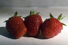 Fraise Mara des Bois au Jardin de la Salamandre