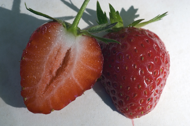 Fraise Mara des Bois 2 au Jardin de la Salamandre