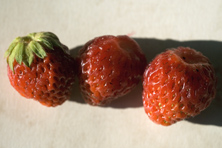 Fraise Sannié  au Jardin de la Salamandre