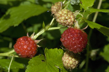 Framboise Arowi au Jardin de la Salamandre
