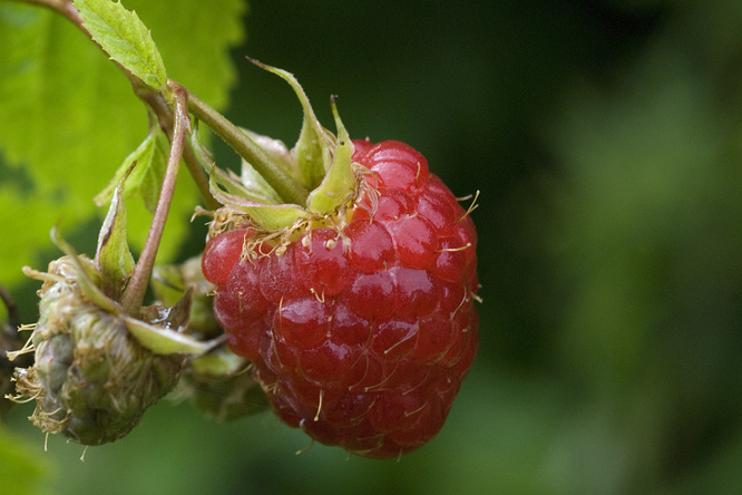 Framboise Baron de Wavre 2 au Jardin de la Salamandre