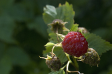 Framboise Baron de Wavre au Jardin de la Salamandre