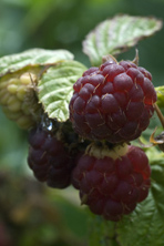 Framboise Lloyd George au Jardin de la Salamandre