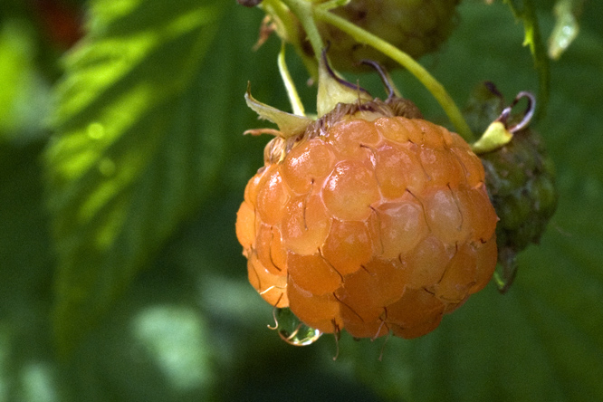 Framboise Sucrée de Metz 2 au Jardin de la Salamandre