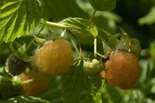 Framboise Sucrée de Metz au Jardin de la Salamandre
