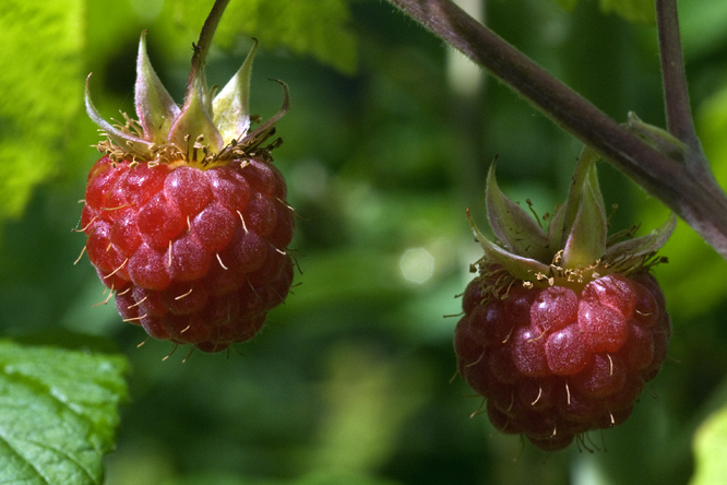 Framboise Violette au Jardin de la Salamandre
