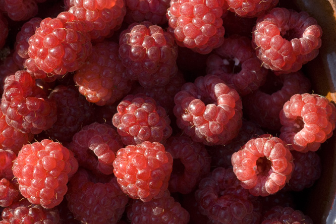 Framboise Violette 2 au Jardin de la Salamandre