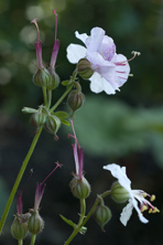 Geranium 'St Ola'