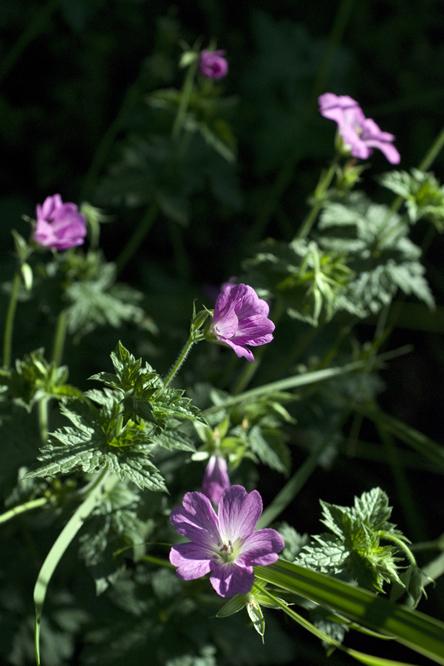 Geranium x oxonianum 'Claridge Druce' 2 au Jardin de la Salamandre en Dordogne