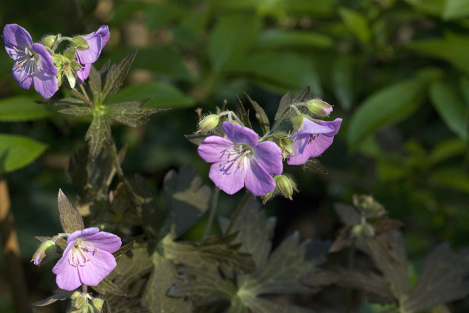 Geranium maculatum 'Elizabeth Ann' au Jardin de la Salamandre en Dordogne