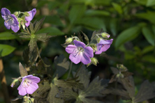 Geranium 'Elizabeth Ann'