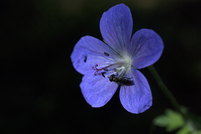 Geranium 'Johnson Blue' 2 au Jardin de la Salamandre en Dordogne