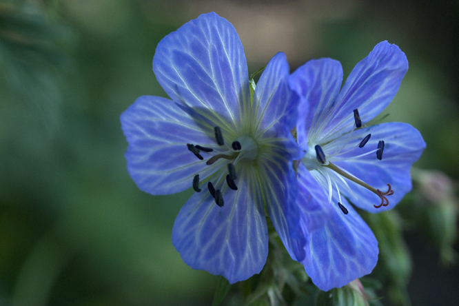 Geranium pratense 'Mrs Kendall Clark' au Jardin de la Salamandre en Dordogne