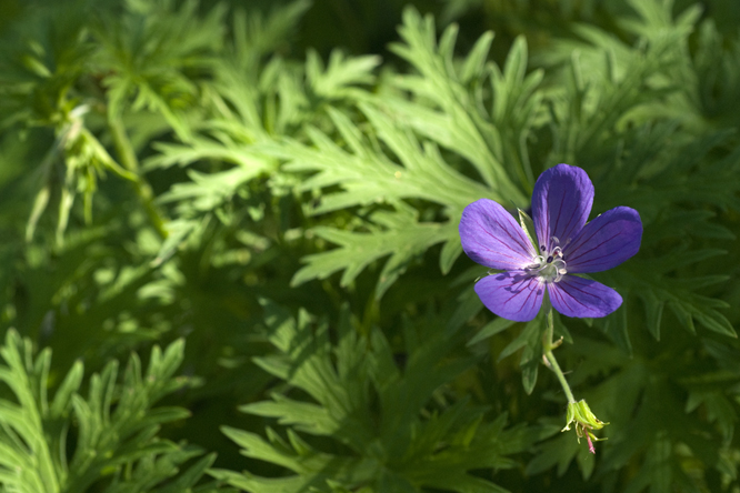 Geranium 'Nimbus' 2 au Jardin de la Salamandre en Dordogne