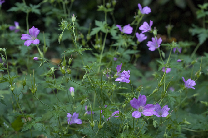 Geranium x oxonianum 'Hollywood' au Jardin de la Salamandre en Dordogne