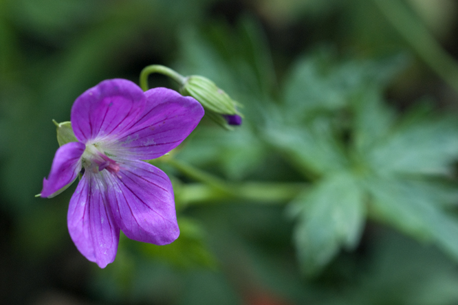 Geranium palustre au Jardin de la Salamandre en Dordogne