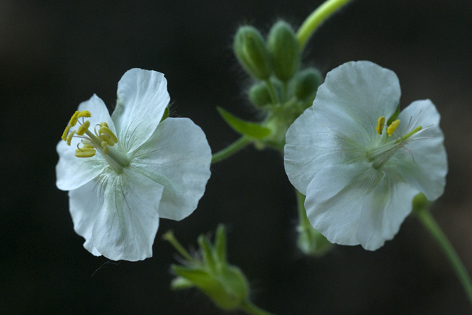 Geranium phaeum 'Album' au Jardin de la Salamandre en Dordogne