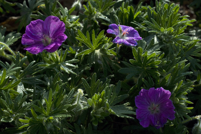 Geranium sanguineum 'Prado' 2 au Jardin de la Salamandre en Dordogne