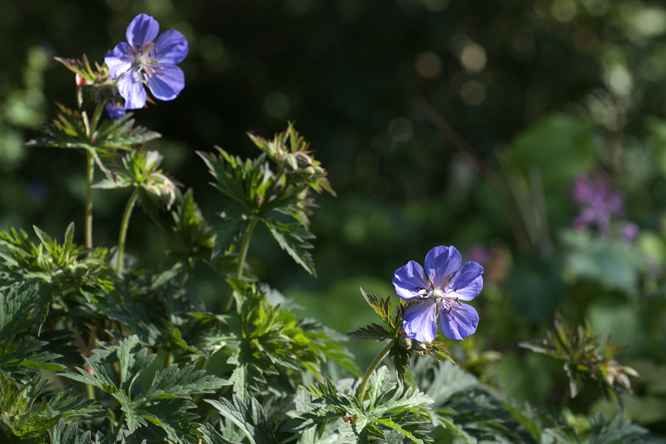 Geranium pratense 'Purple Haze' au Jardin de la Salamandre en Dordogne