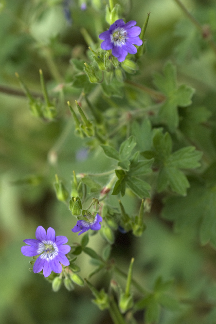 Geranium pyrenaicum 'Isparta' au Jardin de la Salamandre en Dordogne